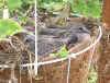 Baby birds.jpg (58094 bytes)