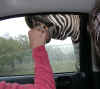 zebra2004.jpg (32943 bytes)